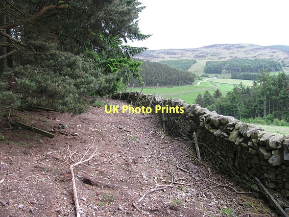 Photo 6"x4" Woodland edge, Gatehopeknowe Holylee c2011