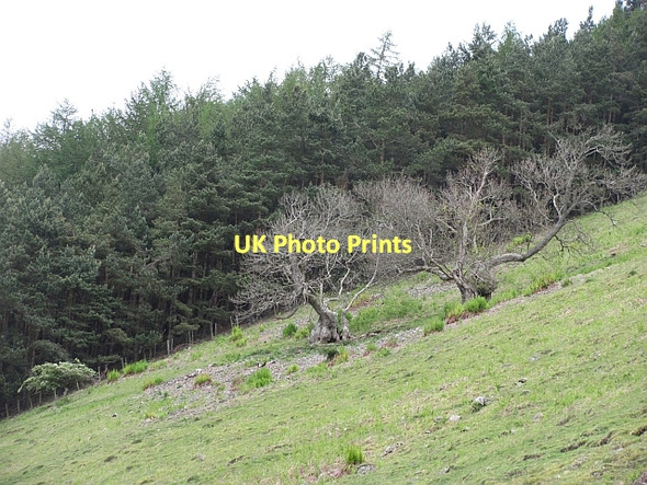 Photo 6"x4" Kill Brae Walkerburn c2011