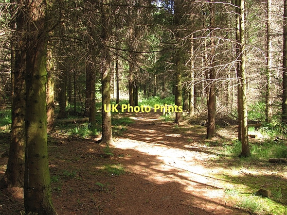 Photo 6"x4" Butterdean Wood New Town\/NT4470 c2011