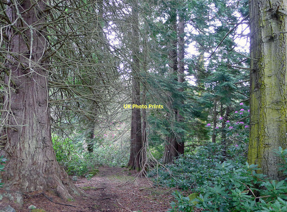 Photo 6"x4" Mature trees adjacent to the estate road up Strath Orrin Coul of Fairburn c2011