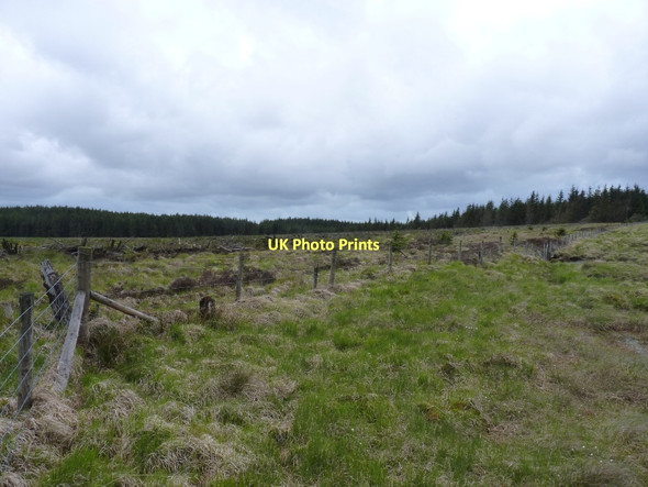 Photo 6"x4" Clearfelled forest on Gwaun Sanau Moel Prysgau c2011
