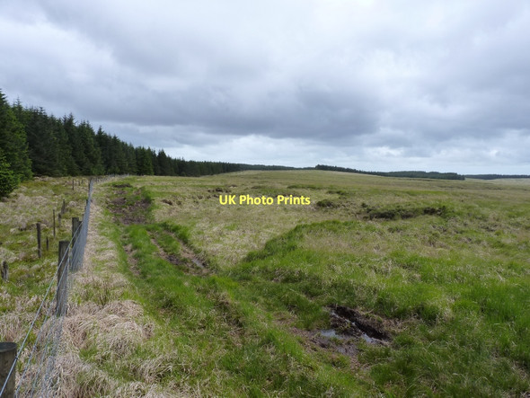 Photo 6"x4" Along the northern edge of the Gwaun Sanau forest Blaen Irfon c2011
