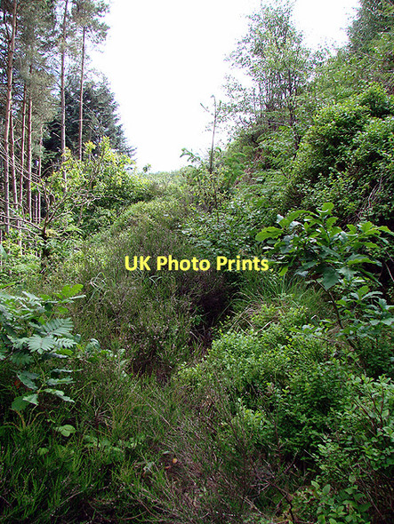 Photo 6"x4" Overgrown path Devil's Bridge\/Pontarfynach c2011
