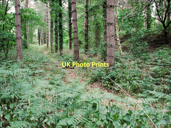 Photo 6"x4" East Suffolk line through Waveney Forest - towards Belton Fritton\/TG4600 c2011
