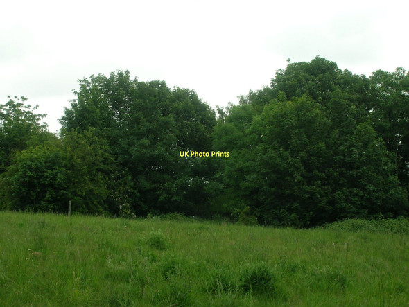 Photo 6"x4" Woodland, Kirk Sandall Barnby Dun c2011