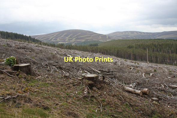 Photo 6"x4" Forestry near Aldachuie Hill of Aldachuie c2011