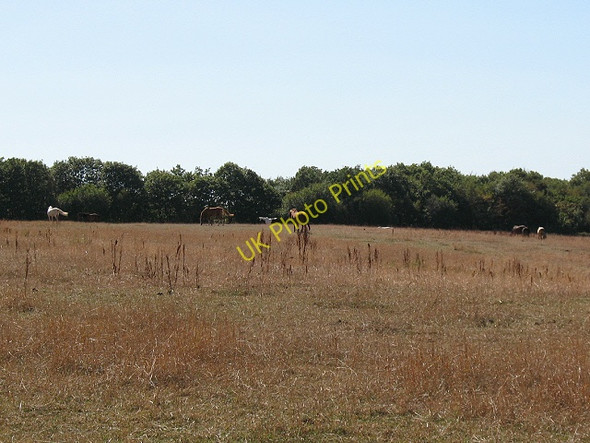 Photo 6"x4" Horses grazing on open land above Winterbourne Winterbourne\/TR0657 c2009