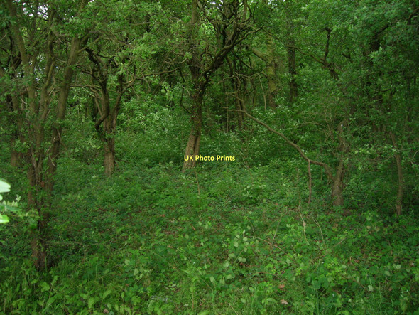 Photo 6"x4" Tideworth Hague Gorse Mawson Green c2011