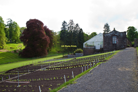 Photo 6"x4" The Vegetable plot Ochtermuthill c2011