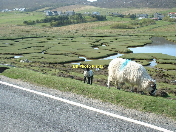 Photo 6"x4" Salt marsh lamb in the making Taobh Tuath c2011
