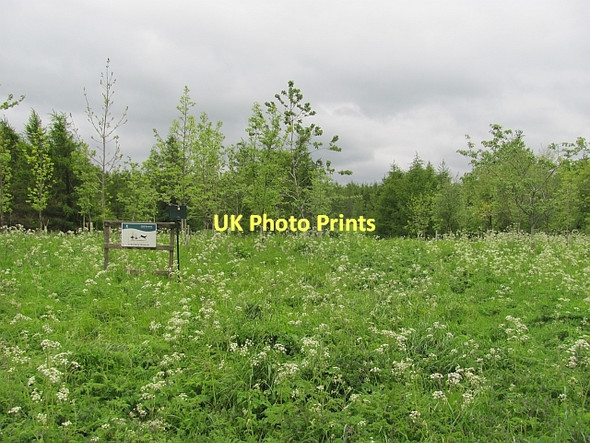 Photo 6"x4" Woodland, Falfield Peat Inn c2011