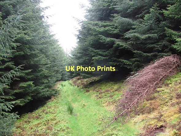 Photo 6"x4" Path on Cairn Hill Walkerburn c2011