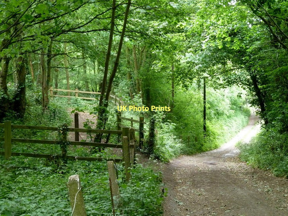 Photo 6"x4" Woodland track towards Renishaw Renishaw c2011