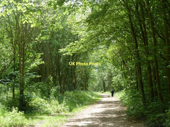 Photo 6"x4" Woodland path along former railway line Renishaw c2011