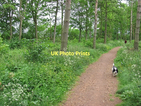 Photo 6"x4" Walk Plantation Tranent c2011