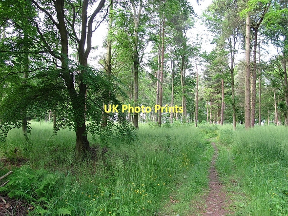 Photo 6"x4" Path, Winton Hill New Town\/NT4470 c2011