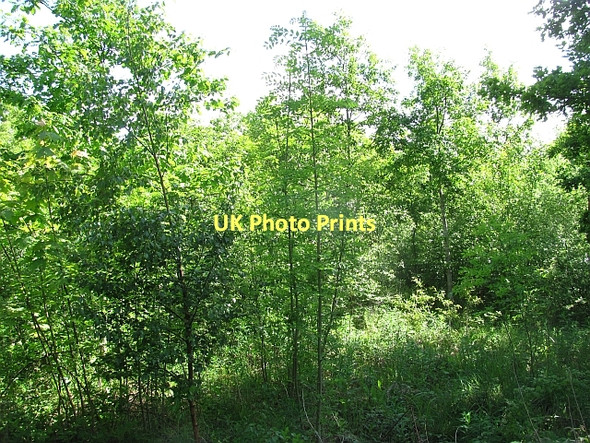 Photo 6"x4" Young plantation, Winton Estate New Town\/NT4470 c2011