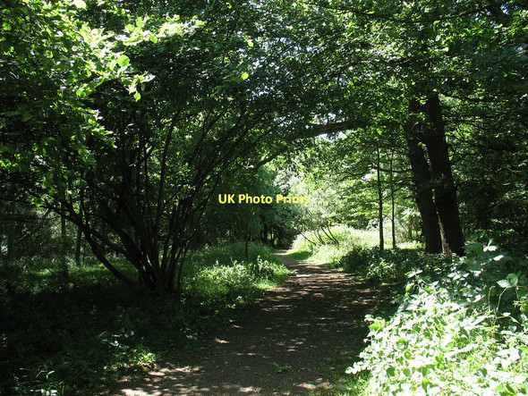 Photo 6"x4" Galleyhill Wood Aimes Green c2011