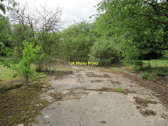Photo 6"x4" Shrubs in the road Chilton\/SU4885 c2011