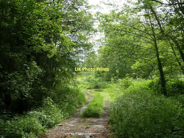 Photo 6"x4" Start of footpath by Redleadmill Brook Grassmoor c2011
