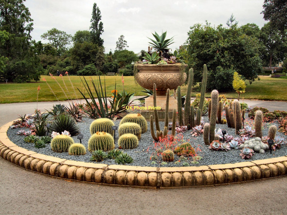 Photo 6"x4" Cacti at Kew Gardens Brentford c2011