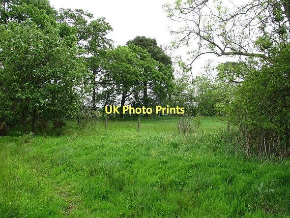 Photo 6"x4" Woodland, Letham Huntington\/NT4874 c2011
