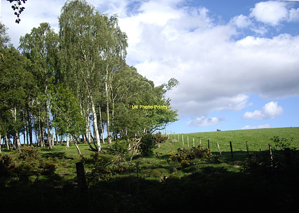 Photo 6"x4" Birchwood by B993 Ballogie c2011