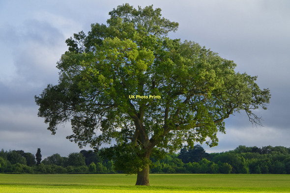 Photo 6"x4" Lone Tree Netherne on-the-Hill c2011