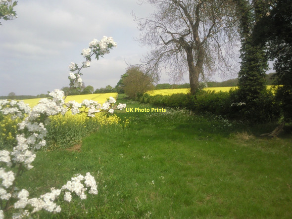 Photo 6"x4" Hedgerow between fields of oil seed rape Wansford\/TL0799 c2011