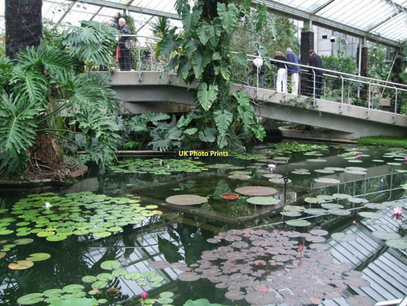 Photo 6"x4" Water Lilies in Princess of Wales Conservatory Brentford c2011