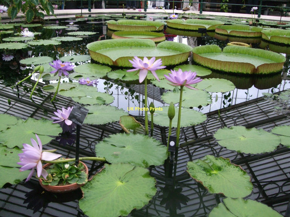 Photo 6"x4" Water Lilies House, Kew Brentford c2011