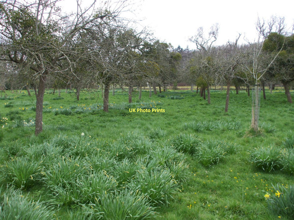 Photo 6"x4" Orchard, Barrington Court gardens Barrington\/ST3818 c2009