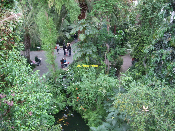 Photo 6"x4" Treetop view - Temperate House Brentford c2011