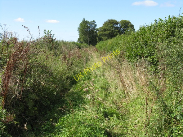 Photo 6"x4" Overgrown Bridleway Near Bockleton Grove Bockleton c2009