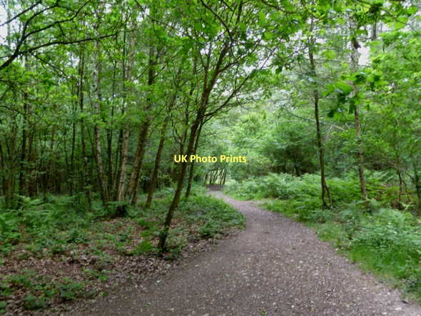 Photo 6"x4" Broadstone, bridleway Broadstone\/SZ0095 c2011