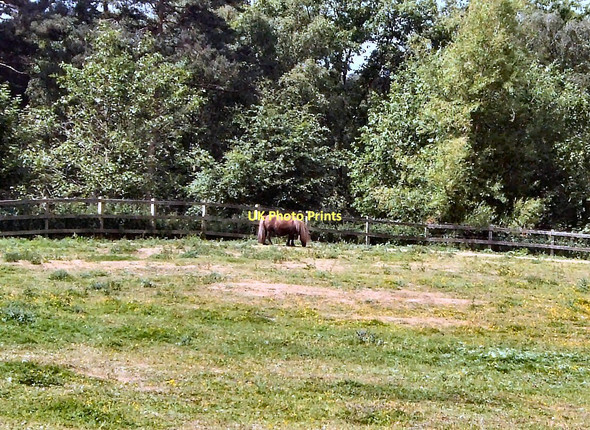 Photo 6"x4" Shetland Pony - Tilgate Park Crawley\/TQ2736 c2011