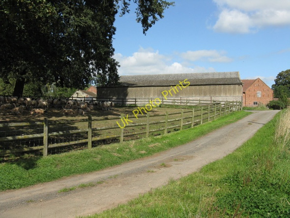 Photo 6"x4" Hill Farm Leysters c2009