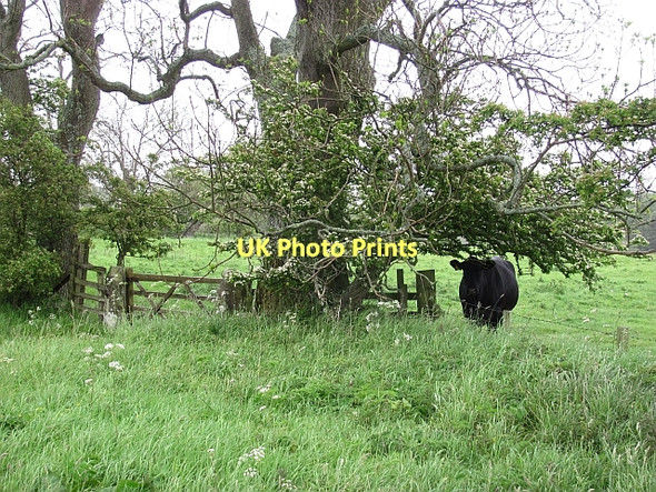 Photo 6"x4" Sheltering cow South Charlton c2011