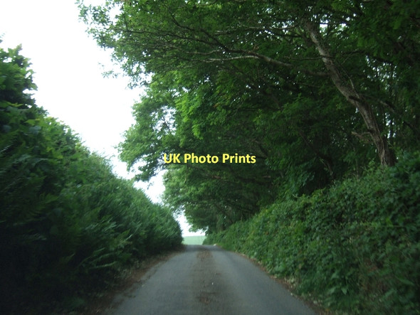 Photo 6"x4" Road passing Cotley Wood Longdown\/SX8691 c2011