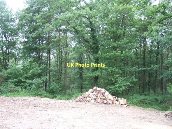 Photo 6"x4" Forestry work in Cotley Wood Longdown\/SX8691 c2011