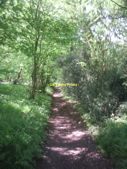 Photo 6"x4" Walking through a woodland shaw Lett's Green c2011