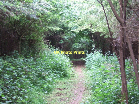 Photo 6"x4" Footpath through School Wood Dunchideock c2011