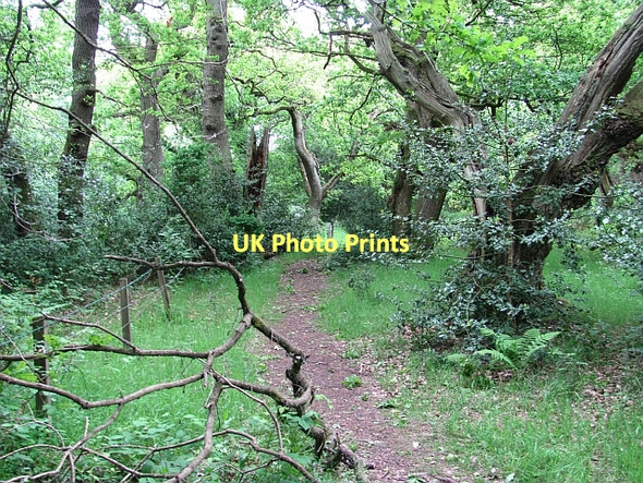 Photo 6"x4" Oakwoods, Dalkeith Park Dalkeith\/NT3467 c2011