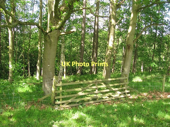 Photo 6"x4" Woodland edge, Dalkeith Park Dalkeith\/NT3467 c2011