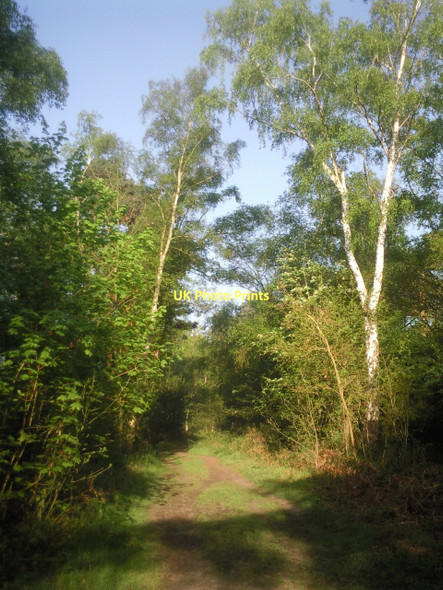 Photo 6"x4" Footpath in Petts Wood Petts Wood\/TQ4467 c2011