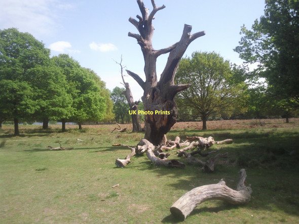 Photo 6"x4" Richmond Park National Nature Reserve Kingston Upon Thames c2011
