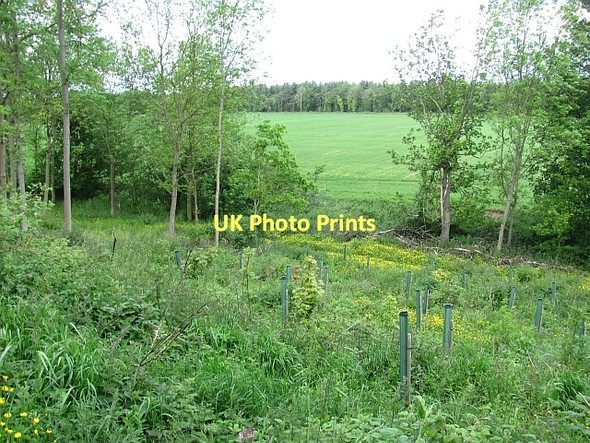 Photo 6"x4" Woodland, Winton Ormiston\/NT4169 c2011