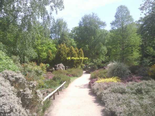 Photo 6"x4" Path into the Isabella Plantation Kingston Upon Thames c2011