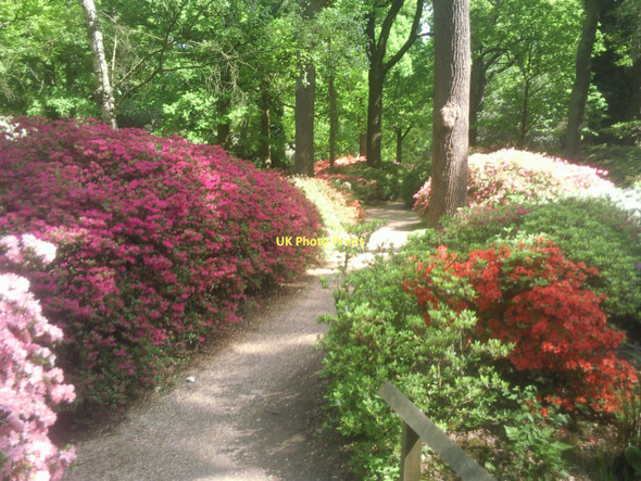 Photo 6"x4" In the Isabella Plantation Kingston Upon Thames c2011