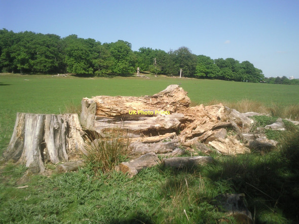 Photo 6"x4" Looking towards Spankers Hill Wood Kingston Upon Thames c2011